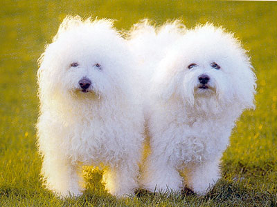 BICHON CU PAR CRET